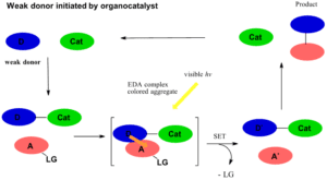 A diagram of the process by which to create an enzyme.