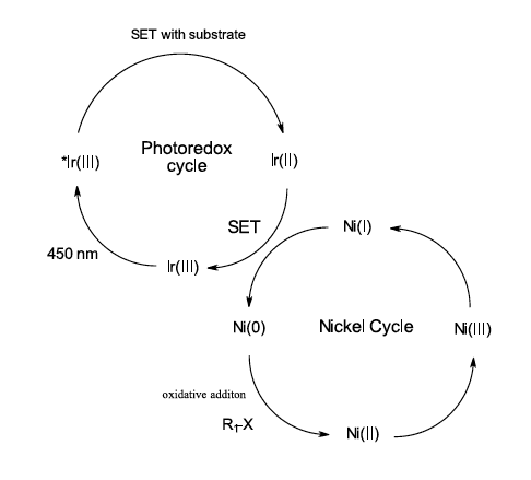 Photoredox activation of organometallic cycle