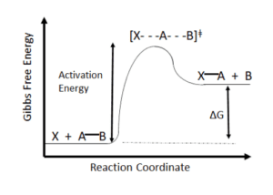 Displays graph of Gibbs Free Energy 