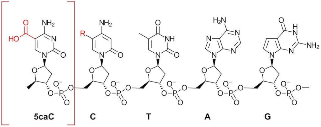 nucleic acid chemistry and sequencing epigenetic modifications