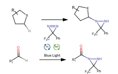C–H Amination Without Metals: Photoredox Diazirination Unlocks a New Class of Nitrogen Building Blocks