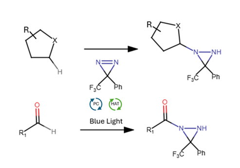 C-H Animation reaction